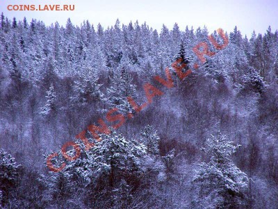Деять месяцев - зима, вместо фиников - морошка - 04images