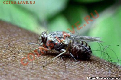 Марафон! (УГАДАЙ НИК ФОРУМЧАН) - 5 (5)