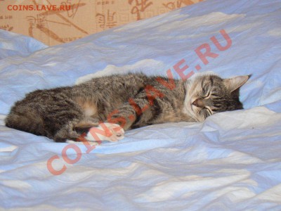 подскажите породу кошки - P1190686.JPG