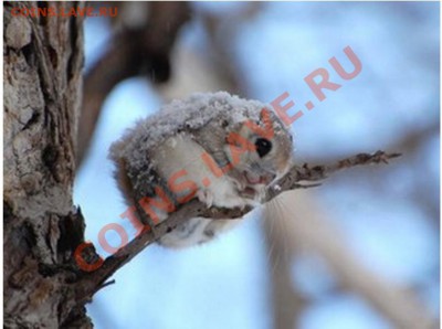Одиночество - белочка летяга 1.JPG