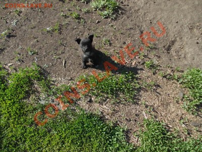 Наши любимые животные! - DSCN0965.JPG