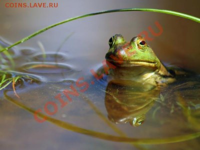 делает - прямо сейчас !!! - 081111183041-large