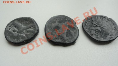 Помогите определить - ант