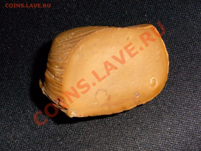 Окаменелая ракушка - RIMG0953.JPG