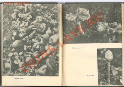 Книга ЛЕСНЫЕ ДИВА до 08.06.2012г 21-00 - 1 книга ЛЕСНЫЕ ДИВА 004