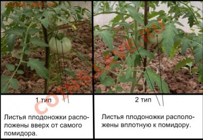 С первым помидором меня! - P5231278.JPG