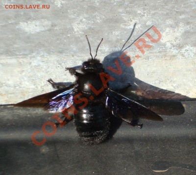 Что это??! - DSC04829.JPG