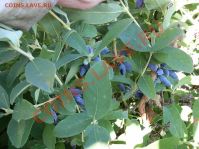 С первым помидором меня! - P6051352.JPG