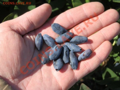 С первым помидором меня! - P6051358.JPG