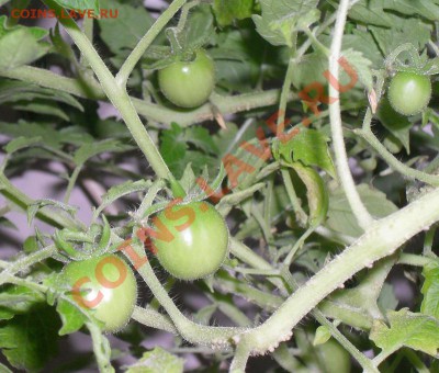 С первым помидором меня! - Кнопка 2 ноября