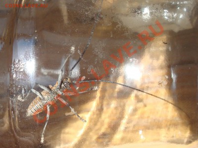 Что это??! - DSC05723.JPG