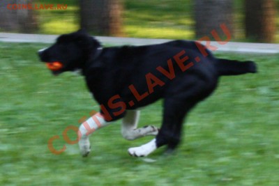 ФОТО - просто фото. Те что получились удачными. - 2012-06-12 Нифа 4