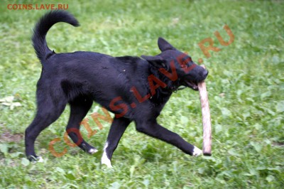 ФОТО - просто фото. Те что получились удачными. - 2012-06-12 Шейка 2