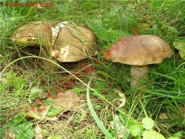 БЫЛО У МЕНЯ ТРИ СЧАСТЛИВЫХ ДНЯ..... - e719c7b6f5e4