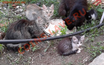 ФОТО - просто фото. Те что получились удачными. - котики кушают