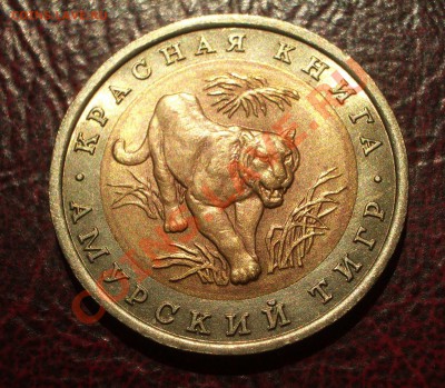 1992 - 10р. КК: Амурский тигр (ок. 12.07.2012 в 21-30) - 029