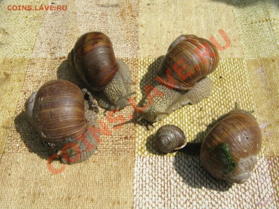 Любители "тихой охоты" есть? Все сюда :) - IMG_0040.JPG