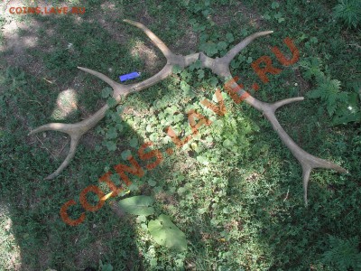 Оленьи рога. Оценка. - 1.JPG