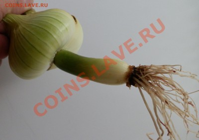 С первым помидором меня! - Копия P7231515.JPG