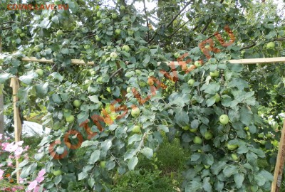 С первым помидором меня! - P7171478.JPG