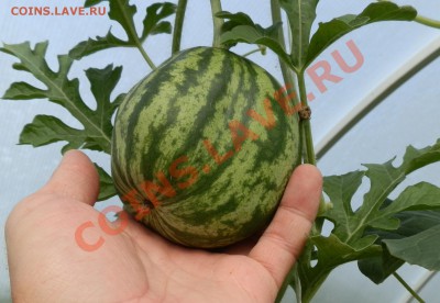 С первым помидором меня! - P7171475.JPG