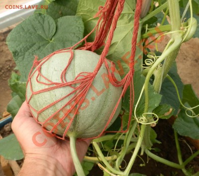 С первым помидором меня! - P7171474.JPG