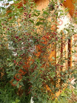 С первым помидором меня! - P7171472.JPG