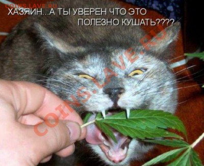 Вопросом на вопрос! - 490ad9ef596e1