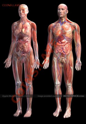 Вопросом на вопрос! - Human-anatomy-zygote