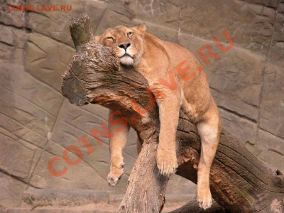 Львенка - Элен с Днём рождения !!! - lion-8_jpg