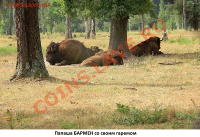 ФОТО - просто фото. Те что получились удачными. - Бармен