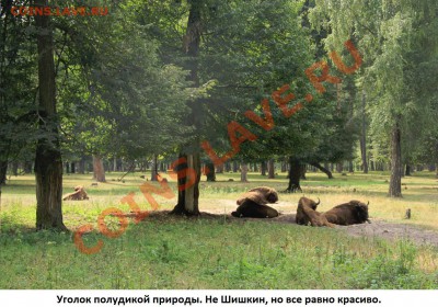 ФОТО - просто фото. Те что получились удачными. - Зубры