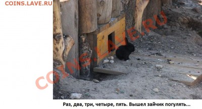 ФОТО - просто фото. Те что получились удачными. - Зайчик