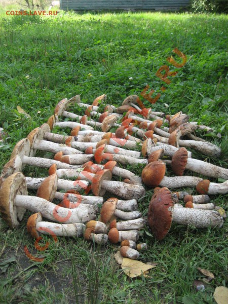 Любители "тихой охоты" есть? Все сюда :) - IMG_5010.JPG