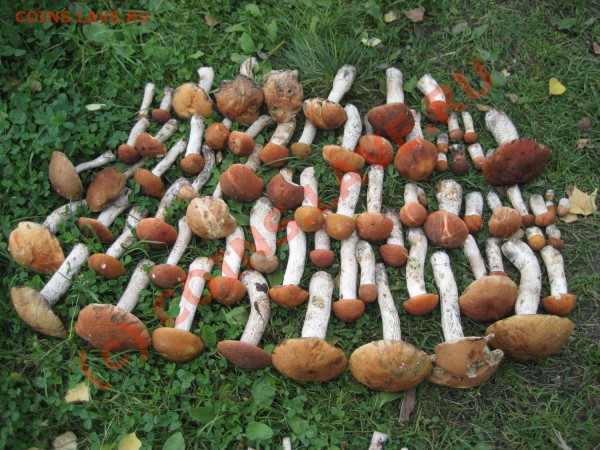 Любители "тихой охоты" есть? Все сюда :) - IMG_5009.JPG