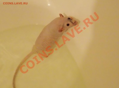 Познакомлюсь с девушкой .... - DSCN0692.JPG