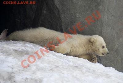 Познакомлюсь с девушкой .... - 14161609.104027.3266