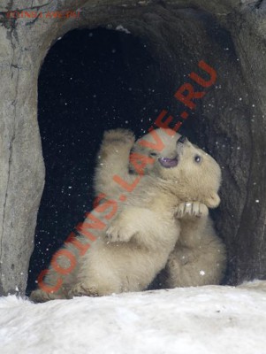 Познакомлюсь с девушкой .... - 14161616.380255.5399