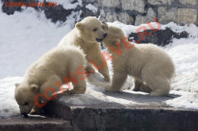 Познакомлюсь с девушкой .... - 14161619.415089.3725