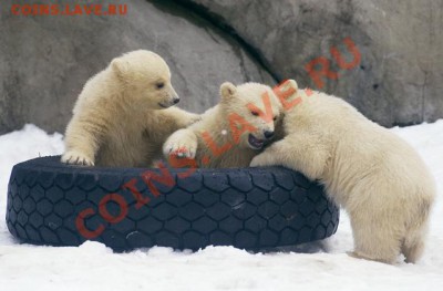 Познакомлюсь с девушкой .... - 14161621.186250.7508