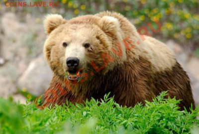 Познакомлюсь с девушкой .... - 848a3e3d7cd58d753df7b2f2d6a_prev