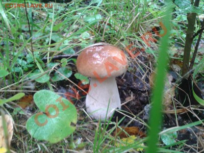 Любители "тихой охоты" есть? Все сюда :) - 2012-08-26 10.39.46