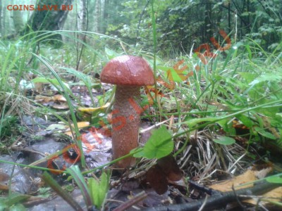 Любители "тихой охоты" есть? Все сюда :) - 2012-08-26 11.44.54