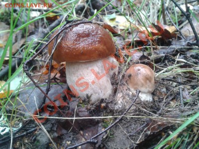 Любители "тихой охоты" есть? Все сюда :) - 2012-08-26 12.10.04