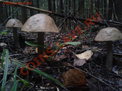 Любители "тихой охоты" есть? Все сюда :) - 2012-08-27 07.46.29