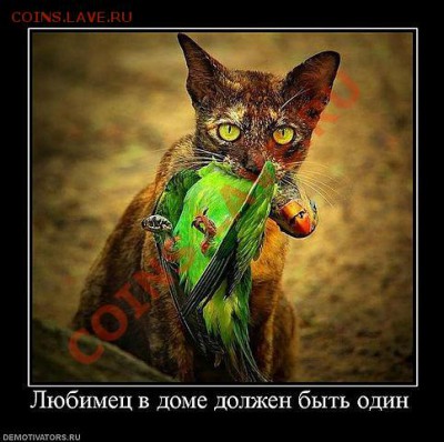 юмор - getImage (1)