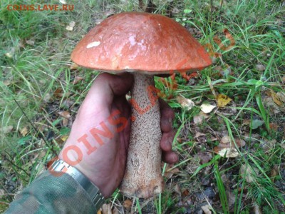 Любители "тихой охоты" есть? Все сюда :) - 2012-08-27 11.55.36