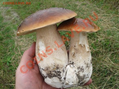 Любители "тихой охоты" есть? Все сюда :) - 2012-08-27 14.05.08