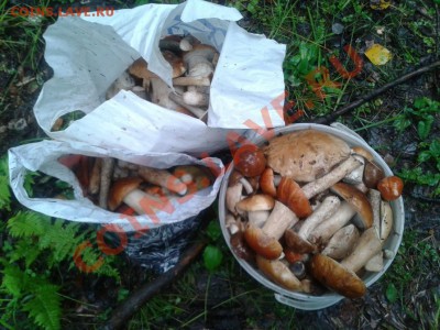 Любители "тихой охоты" есть? Все сюда :) - 2012-08-28 14.00.05