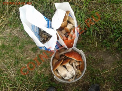Любители "тихой охоты" есть? Все сюда :) - 2012-08-27 14.05.18